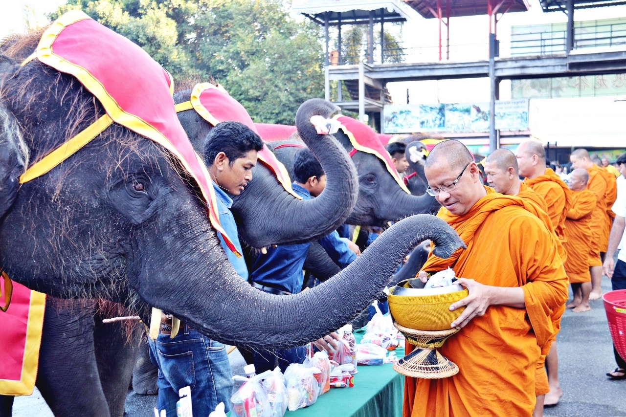 ช้างแสนรู้ 87 เชือกตักบาตรรับพรเสริมสิริมงคล วันช้างไทยที่สวนนงนุช