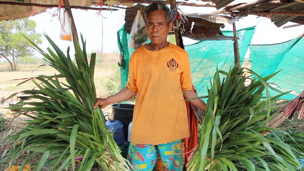 ชาวบ้านโพนทอง ปลูกหญ้าขายข้างทาง ฟันรายได้งาม 5 พันบาทต่อวัน