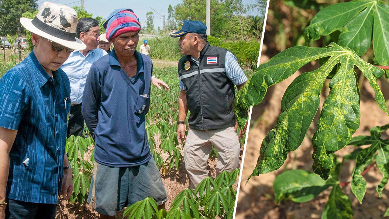 เกษตรฯ ลุยสำรวจไร่มันฯ ป้องกันโรคใบด่างบุกไทย