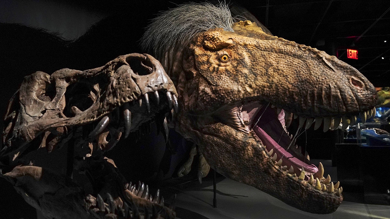 ไดโนเสาร์มีขน ถูกนำมาแสดงในนิทรรศการ T.Rex : The Ultimate Predator (คลิป)