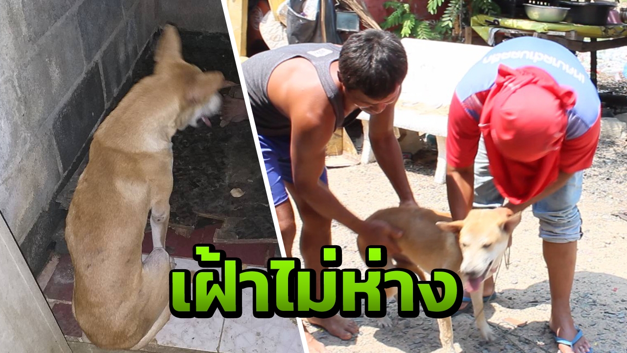 "เจ้าเด" ตูบผู้ซื่อสัตย์ นั่งเฝ้าศพนายรัก ช็อกดับในห้องน้ำ
