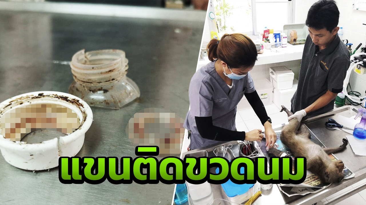 สัตวแพทย์ช่วย "เจ้าลิงแสม" แขนติดขวดนม โชคดีผ่าตัดแล้วแผลไม่ติดเชื้อ