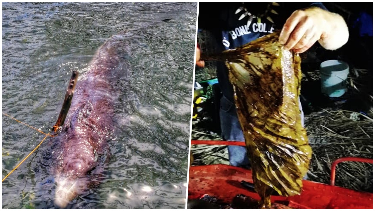 สลด เจอวาฬคูเวียร์ กินพลาสติก 40 กก. เต็มท้อง เกยหาดตายที่ฟิลิปปินส์