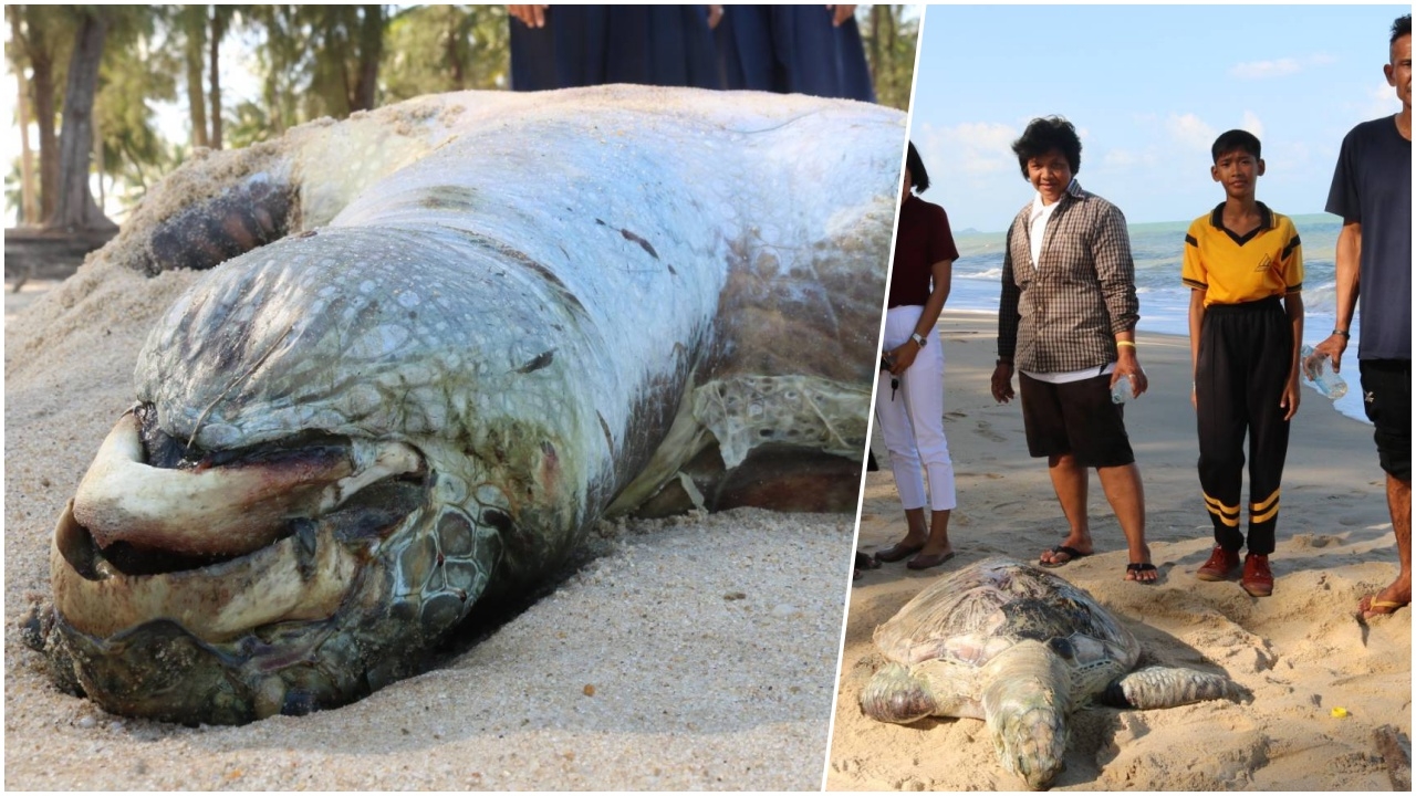 ตายเพราะอะไร เต่ากระ ใหญ่มากหนัก 100 โล เป็นศพเกยหาดสิชล