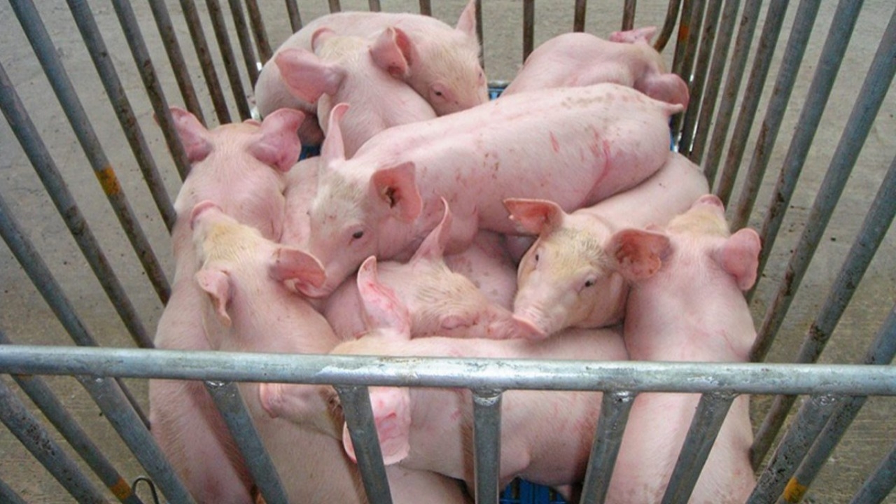 พาณิชย์ ลุ้นผลตรวจสารตกค้างหมูจากสหรัฐฯ หากพบปิดประตูนำเข้าแน่นอน