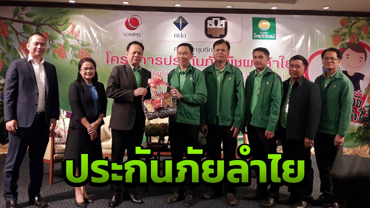 ครั้งแรกของไทย "ประกันภัยลำไย" เพื่อเกษตรกรนำร่อง 24 อำเภอของเชียงใหม่
