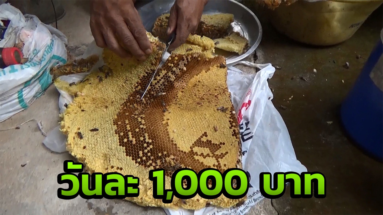 รังผึ้งสร้างรายได้ ทำเงินให้วันละ 1,000 บาท