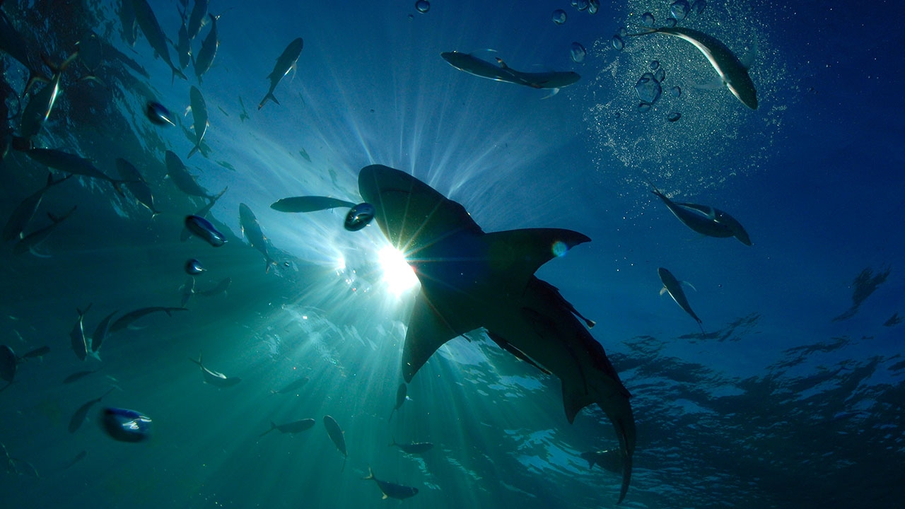 ปลาเร็วกินปลาช้า