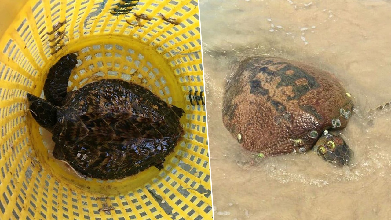 ทีมอนุรักษ์ช่วย 2 เต่ากระป่วย-บาดเจ็บ คลื่นซัดมาเกยหาดเกาะหมาก 