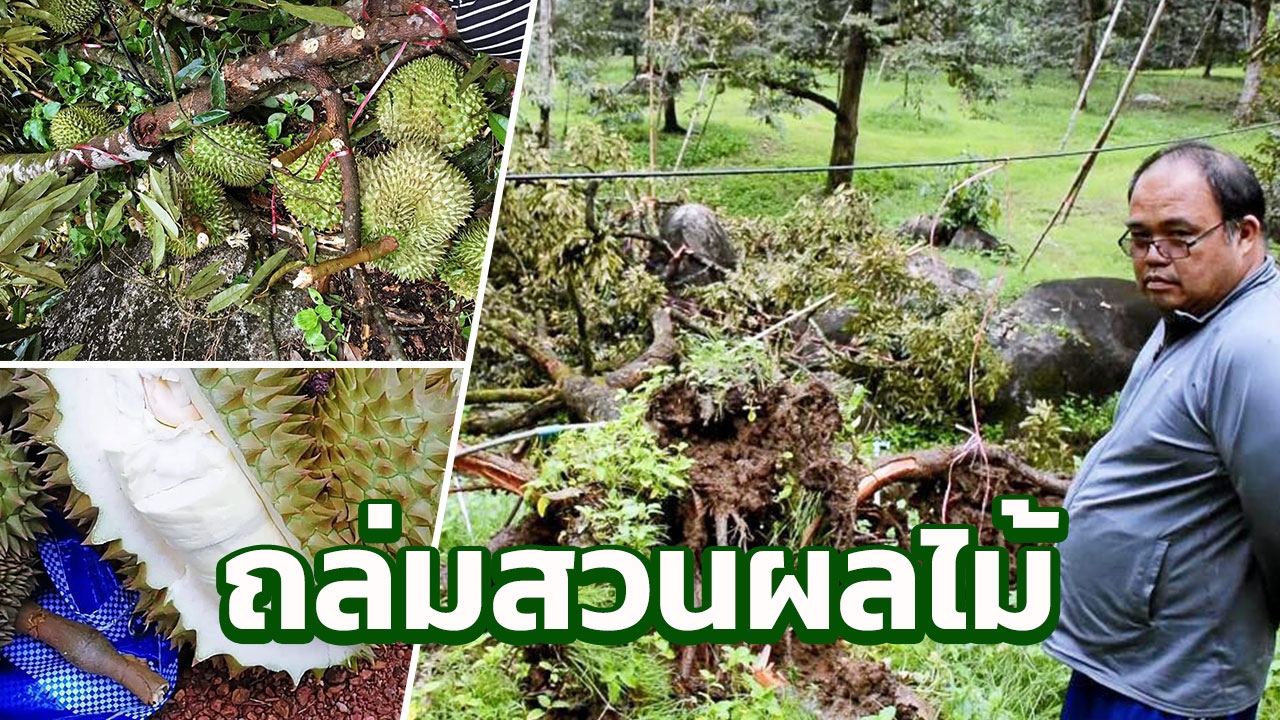  ฮับผลไม้อ่วม! เจอหนาวร้อนพายุฝนพัดหายวับ 1.4 แสนตัน