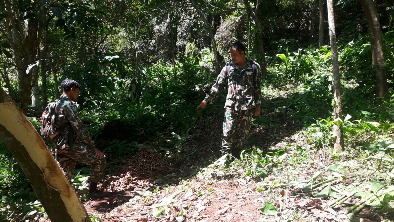 ปู่ วัย 73 ขุดขมิ้น โชคร้ายเจอช้างป่า เอางวงฟาดหลัง เดินไม่ได้ หามส่งรพ. 