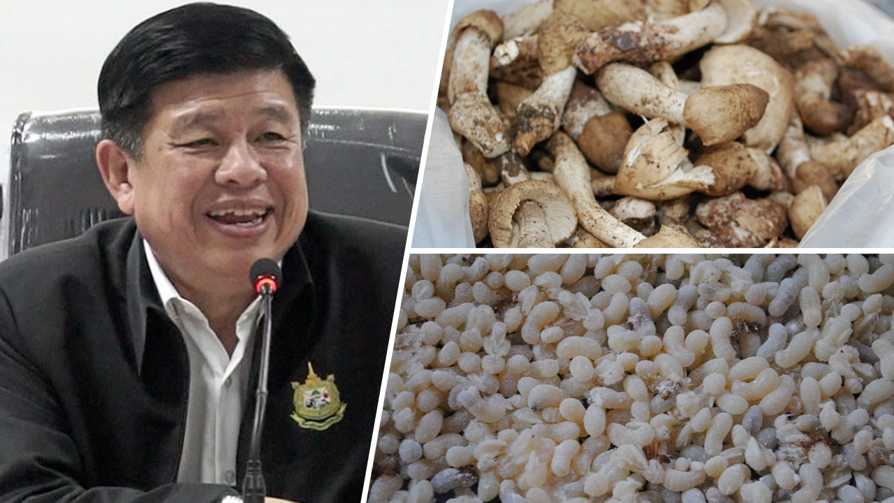 เก็บเห็ดโคน-ไข่มดแดงขายไม่ถูกจับ