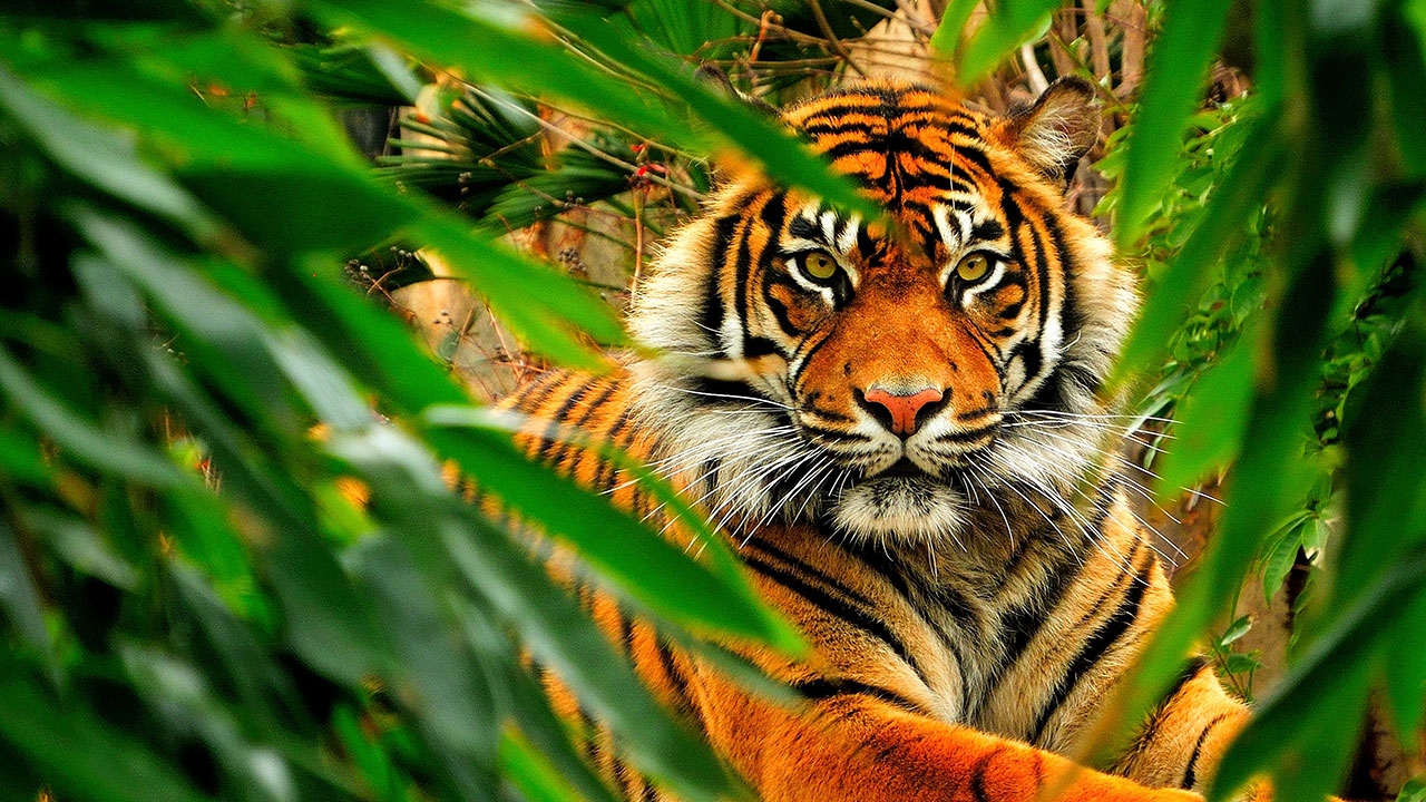 ทีไล่ของรัฐ ทางหนีของราษฎร์