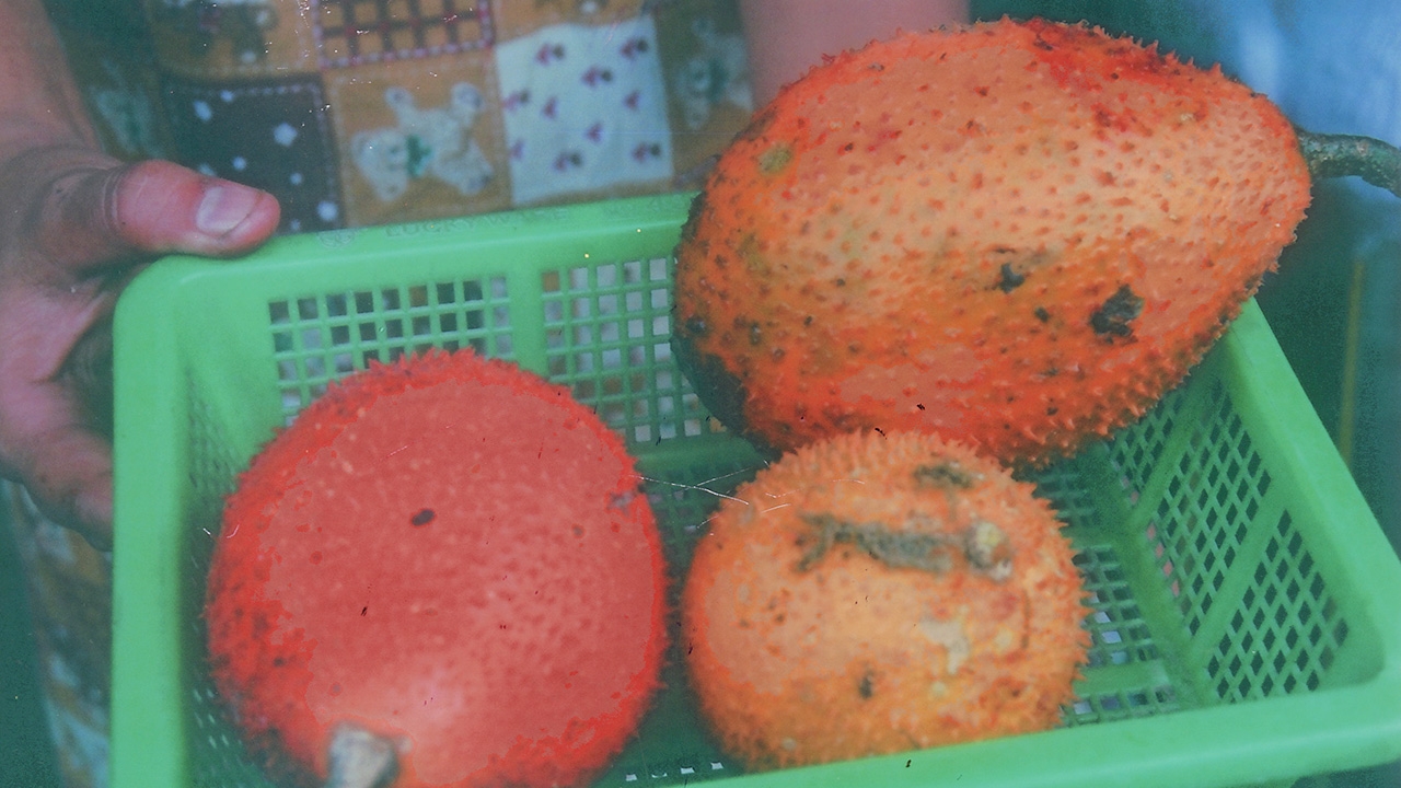 “ฟักข้าว” ผลอ่อนกินได้ สรรพคุณดี