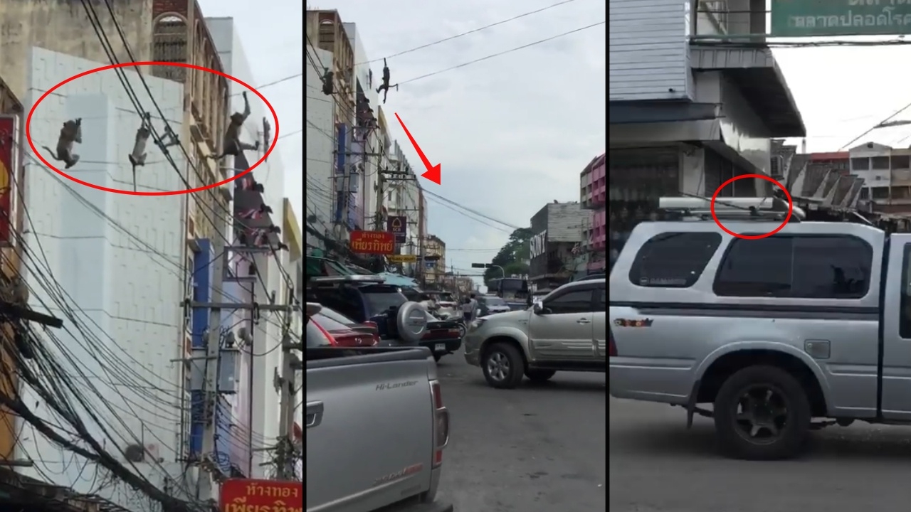 ต้นเหตุอยู่นี่! ลิงลพบุรีทำสายไฟห้อยลงถนน รถขับมาไม่ทันเห็นเกี่ยวเต็มๆ (คลิป)