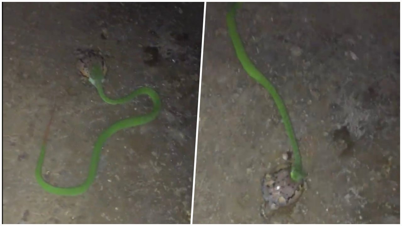 จะอร่อยทั้งทีทำไมต้องลำบาก.. ชมวินาที 'งูเขียว' เขมือบ 'อึ่งอ่าง' (คลิป)