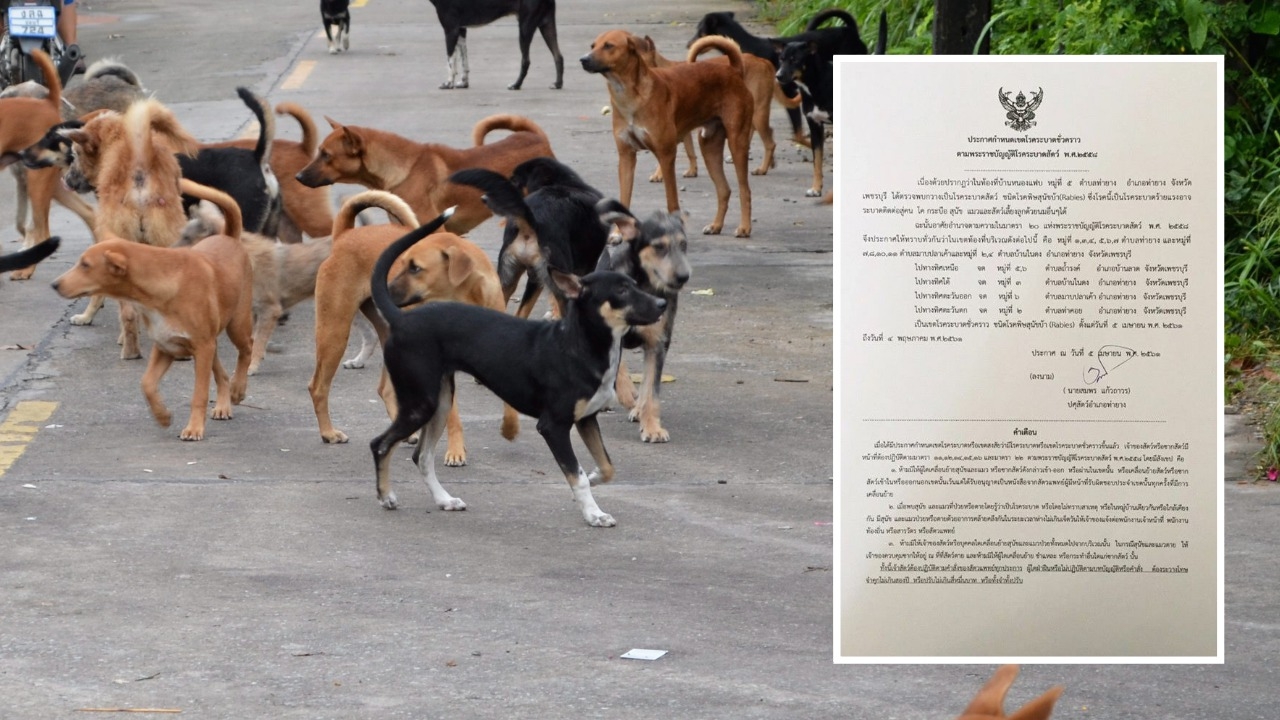 ปศุสัตว์อำเภอท่ายาง ประกาศเป็นเขตระบาดโรคพิษสุนัขบ้าชั่วคราว
