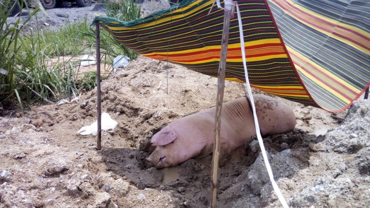 สุดสงสาร! เจ้าหมูหนัก 150 กก. โดดลงรถบรรทุก คาด หนีตายขณะไปโรงเชือด