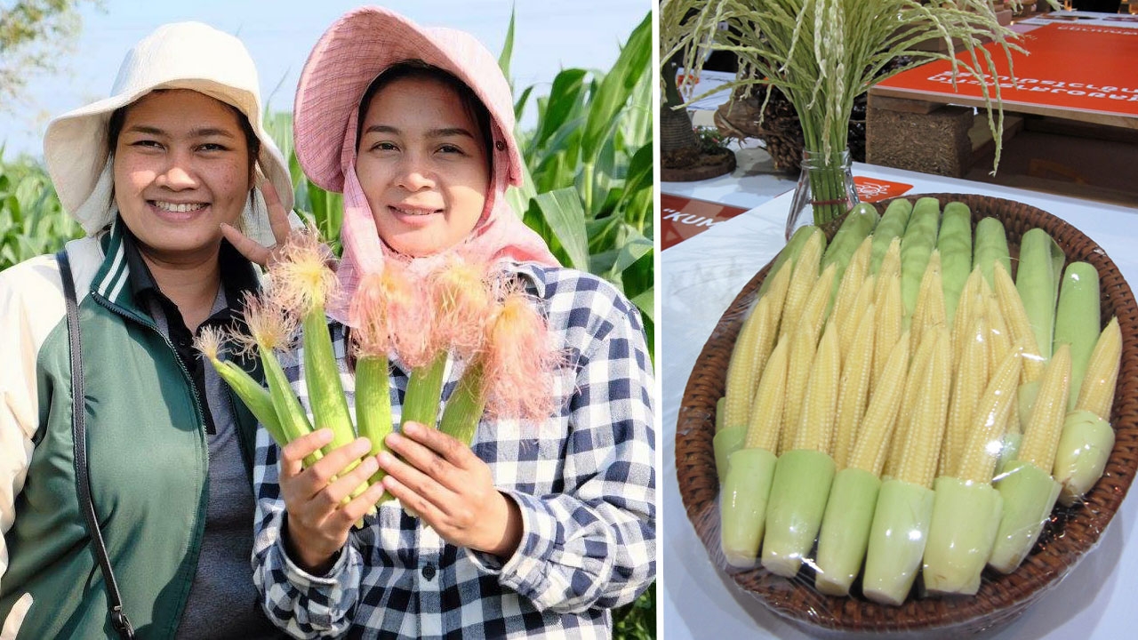 ข้าวโพดเกษตรศาสตร์ 3 ลดแรงงานไร้แมลงกวน