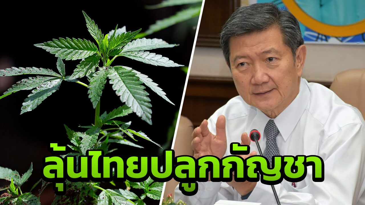 สธ.ทดลองปลูกกัญชา ไว้รักษาโรคเจ็บมะเร็ง!