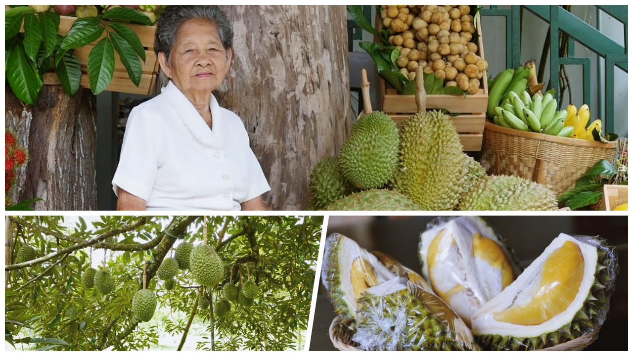 เปิดสวนชวนชิม ‘ทุเรียนพวงมณี’ กับยายทวด 89 ปี ตำนานมีชีวิต