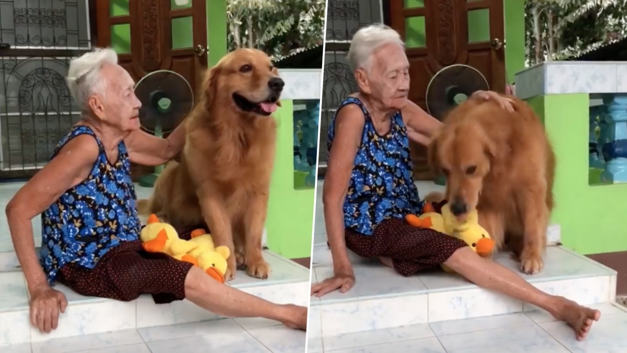 น่ารัก! ยายออกปากชม 'ลีโอ' โกลเด้นสุดคิ้วท์ เลี้ยง 8 ปี ไม่เถียงสักคำ (คลิป)