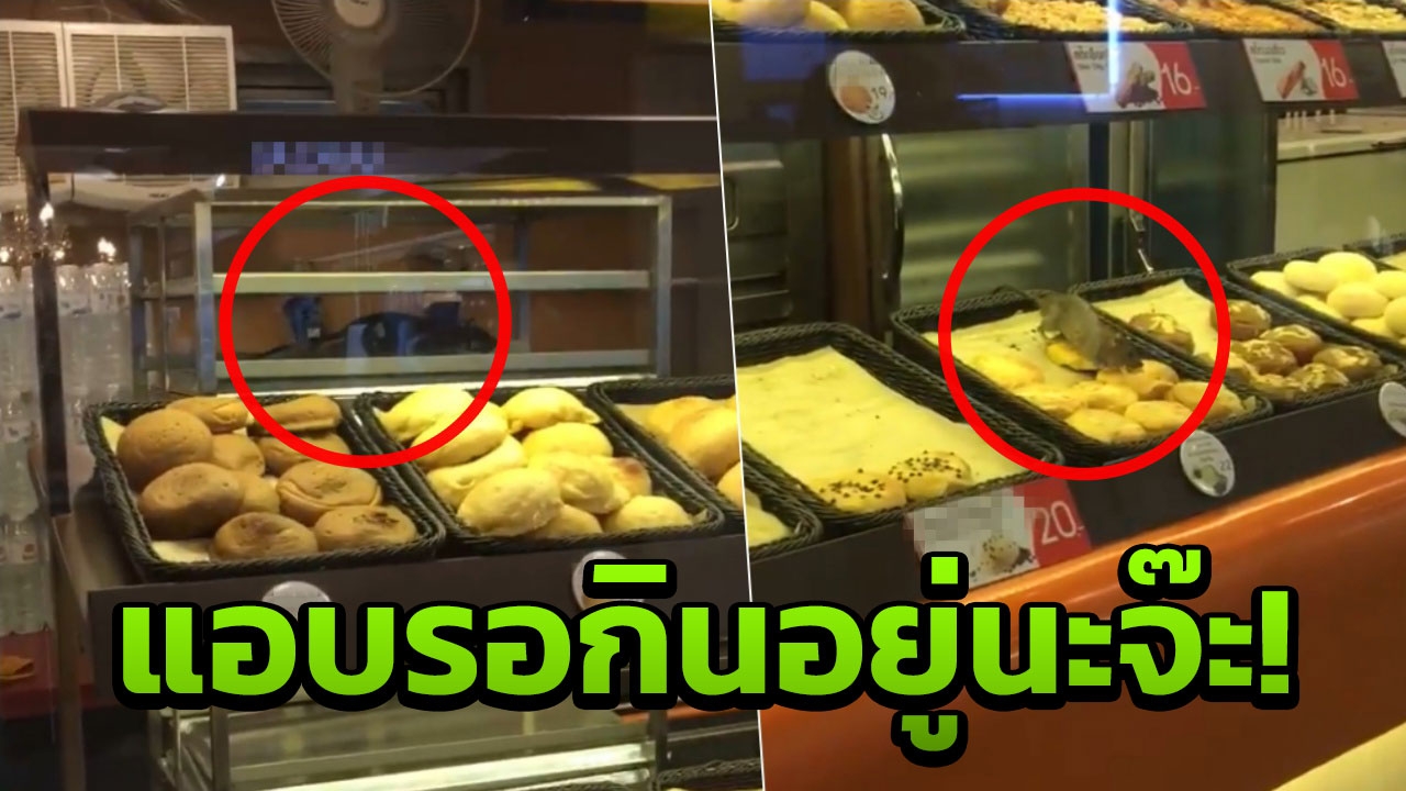 ไม่เกรงใจเลย! ลูกค้าร้องยี้ 2 หนูยักษ์ เริงร่าขอชิมขนมปังคาตู้โชว์