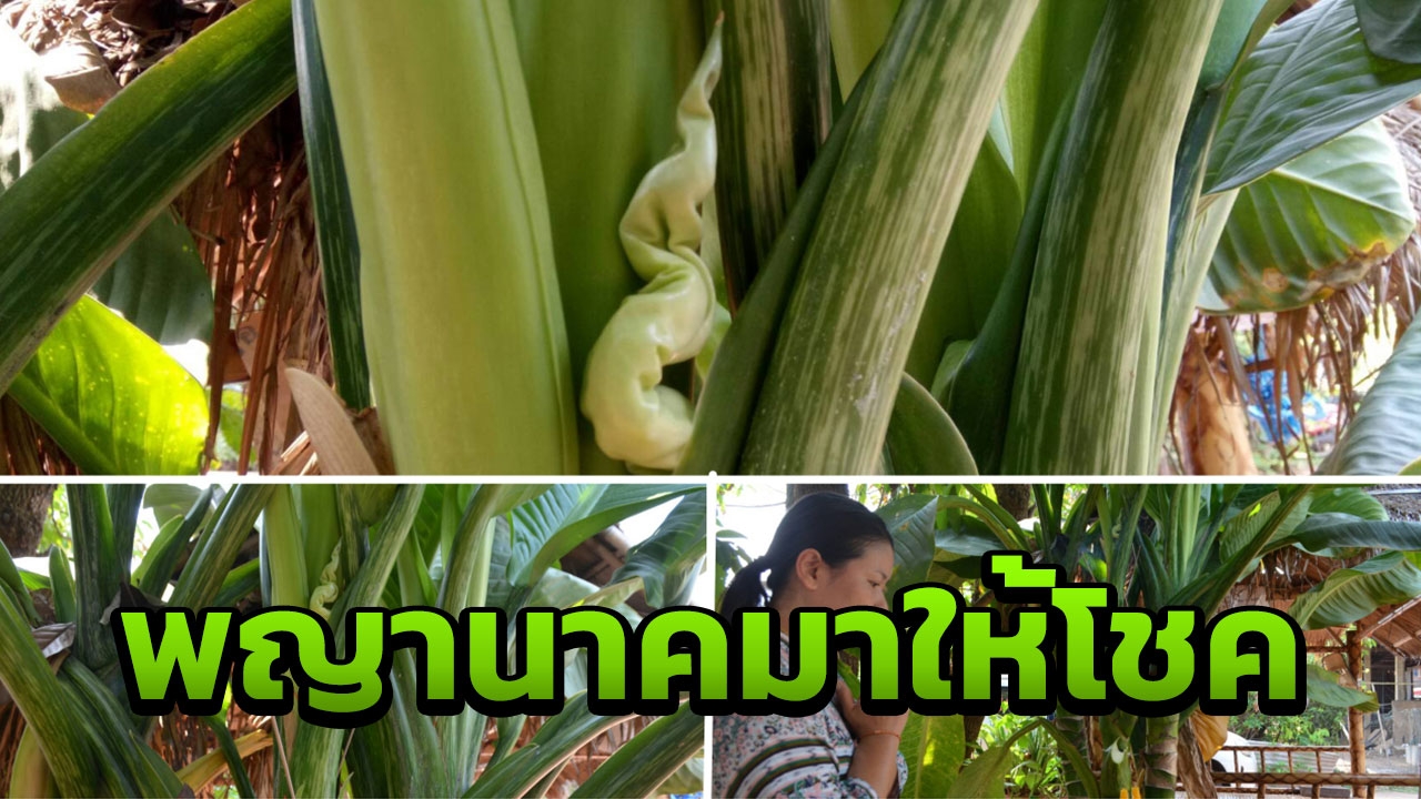 ต้น'เศรษฐีวิลสัน'ออกใบคล้ายเศียรพญานาค เจ้าของ ฝันเห็นงูใหญ่ ตีเลขเด็ด (คลิป)