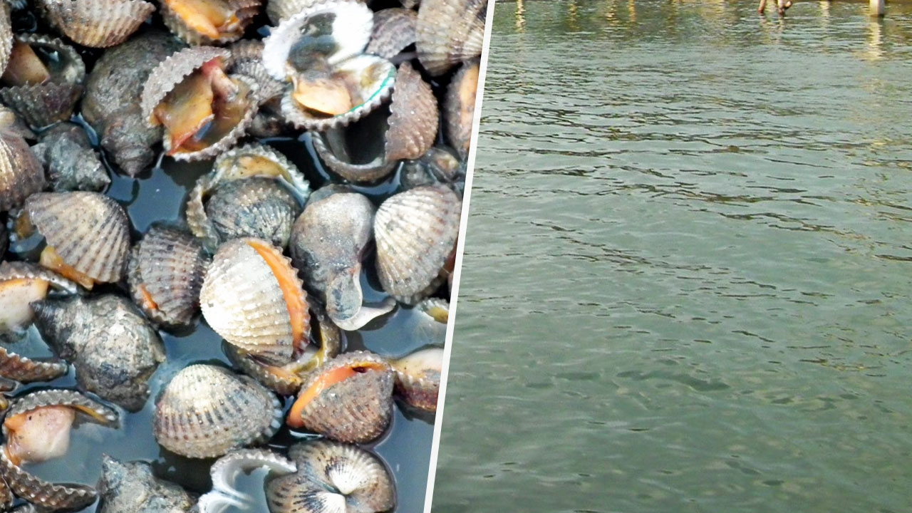 ชาวเพชรบุรีร้อง มีคนปล่อยน้ำเสียลงคลอง สัตว์น้ำตายจำนวนมาก!