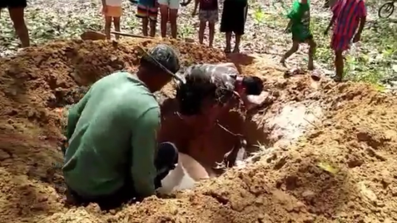 ฝังแม่วัวผู้มีบุญคุณ คนใจร้ายวางยาตาย คนเลี้ยงเอาดินกลบทั้งน้ำตา 