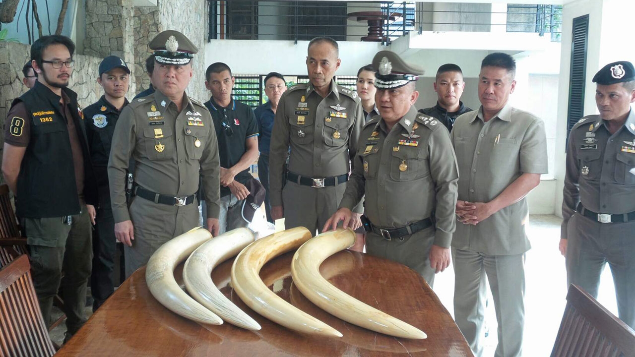 งาช้างเปรมชัย มาจากแอฟริกา