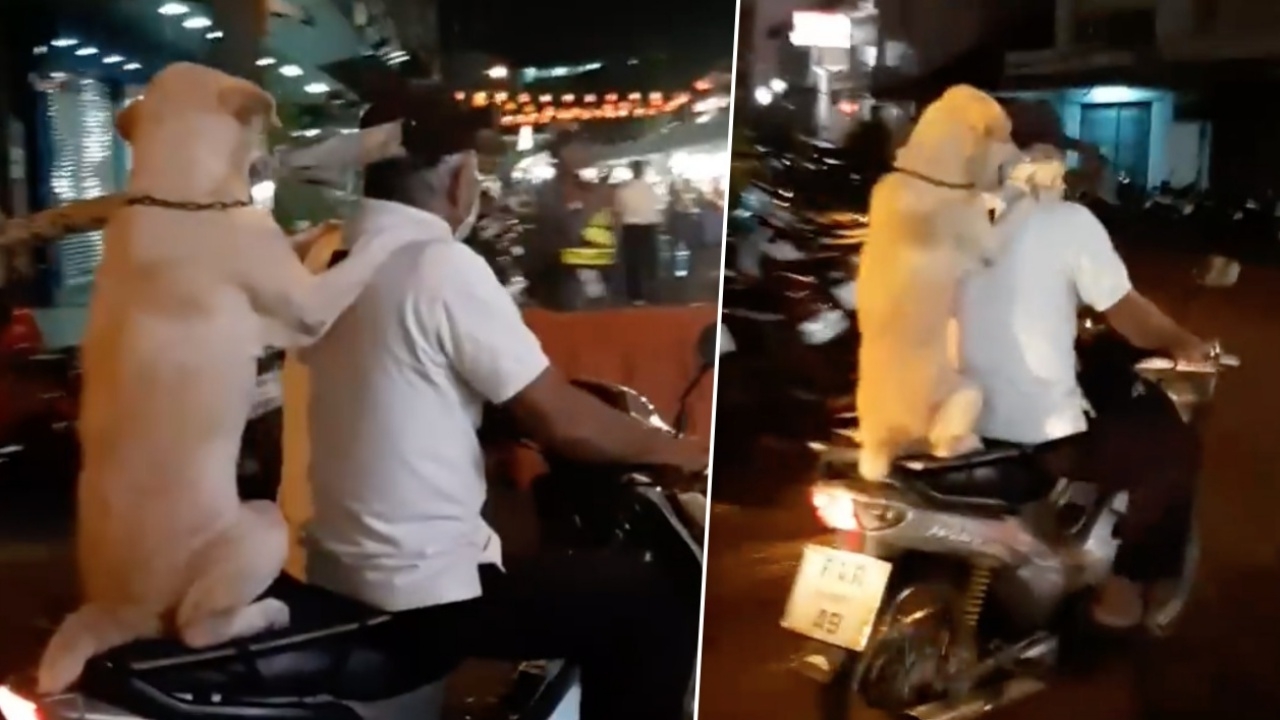 ฝนตกไม่กลัว! ตูบแสนรู้ โชว์สกิลขั้นเทพ คาบร่มซ้อนท้ายมอเตอร์ไซค์ (คลิป)