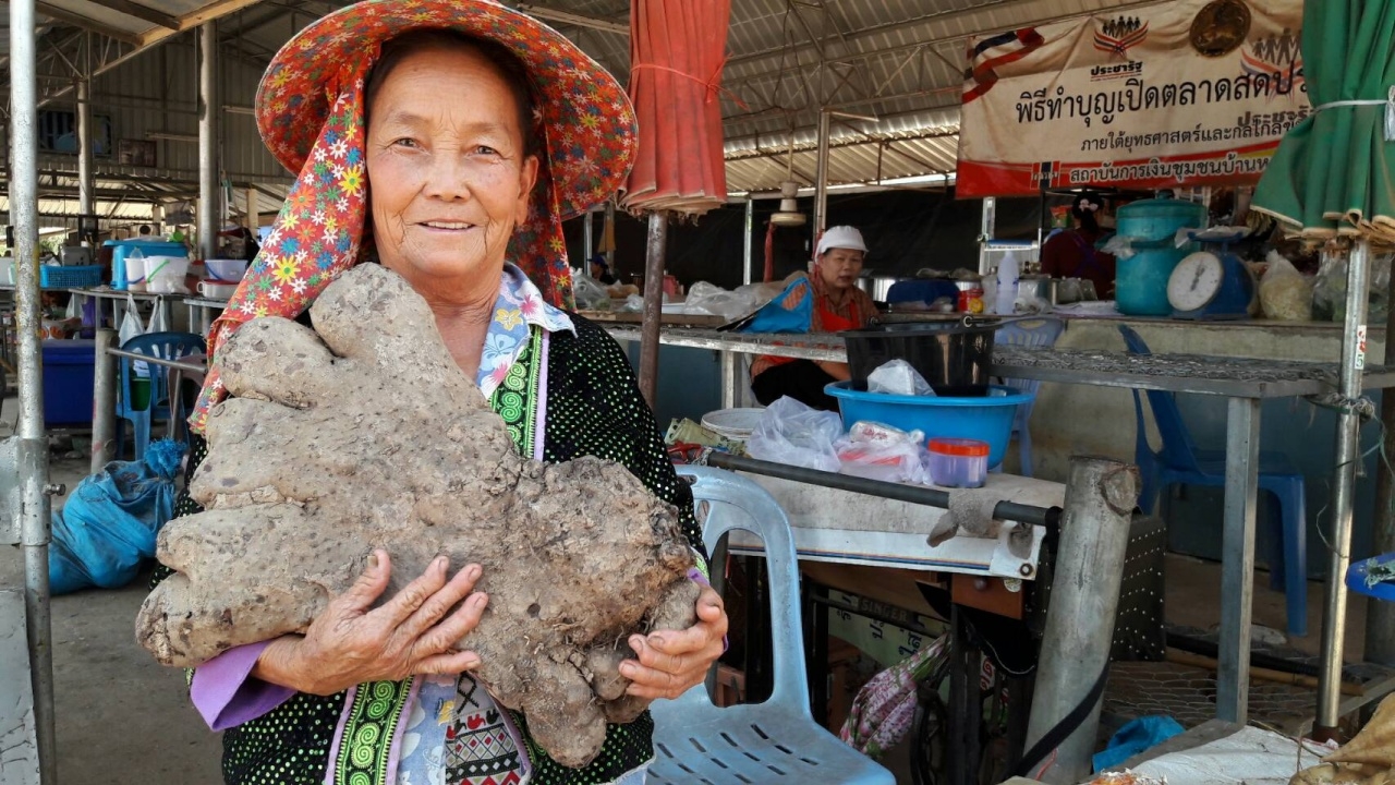 'มันมือหมี' หนักกว่า 10 กก. ปลูกง่าย มีประโยชน์ต่อสตรีวัยหมดประจำเดือน 