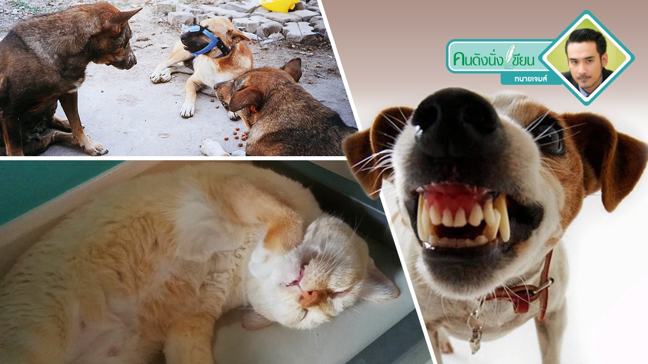 พ.ร.บ.โรคพิษสุนัขบ้า เจ้าของสุนัข-แมว ควรต้องรู้  