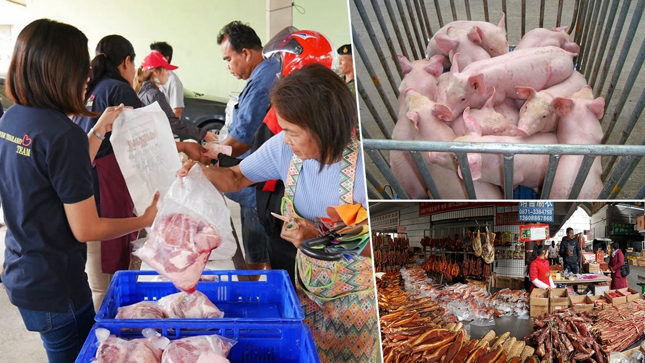 ราคาหมูร่วง..ทั่วเอเชีย คนเลี้ยงช้ำไร้รัฐเหลียวแล