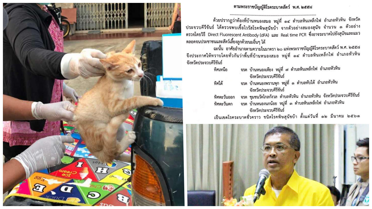 แมวกัดลุงที่หัวหิน ส่ง รพ.คืนเดียวตาย สงสัยติดเชื้อพิษสุนัขบ้า!