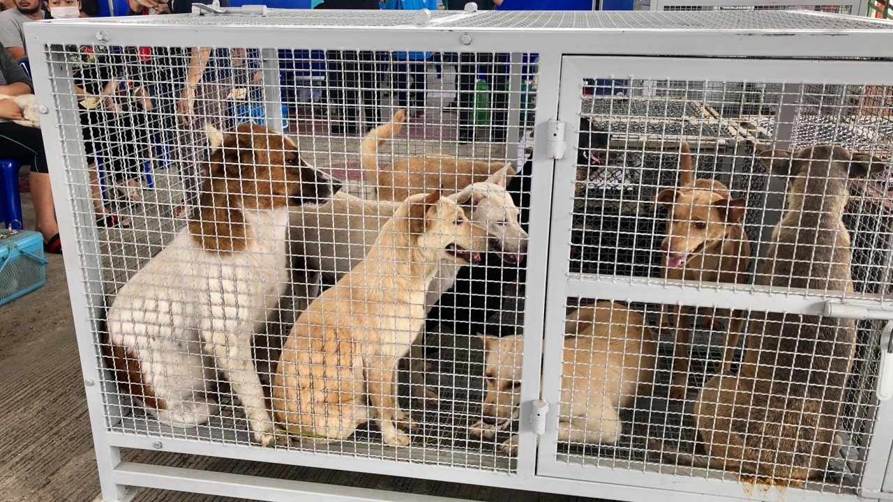 รมช.เกษตร ลุยเยี่ยมการควบคุมป้องกันโรคพิษสุนัขบ้า ปทุมฯ-อยุธยา