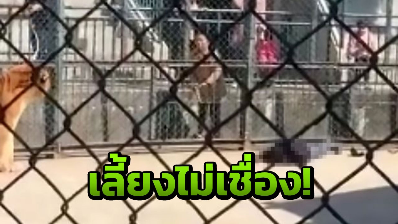 สยอง! จนท.สวนสัตว์จีนถูกเสือที่เลี้ยงมาขย้ำตายอนาถต่อหน้าคนดู (คลิป)