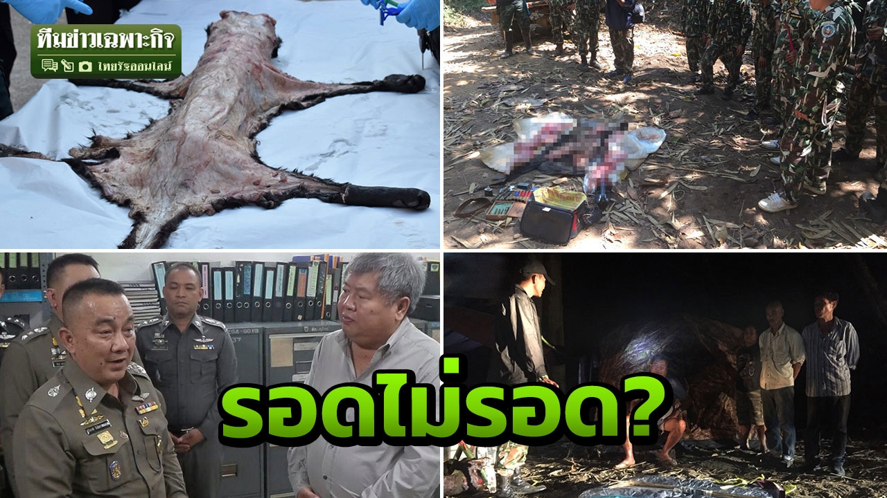 ครบ 1 เดือน ฆ่าเสือดำทุ่งใหญ่นเรศวร เปรมชัย รอดไม่รอด? (คลิป)