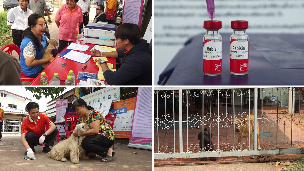 ป้องกันพิษสุนัขบ้าระบาด อุดรฯ เคาะประตู ฉีดวัคซีนน้องหมาฟรี