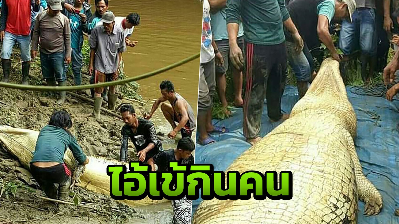 ช็อก ยิงปลิดชีพ ไอ้เข้ยักษ์ กรีดท้องผงะ เจอแขน-ขาหนุ่มโดนลากลงแม่น้ำ 