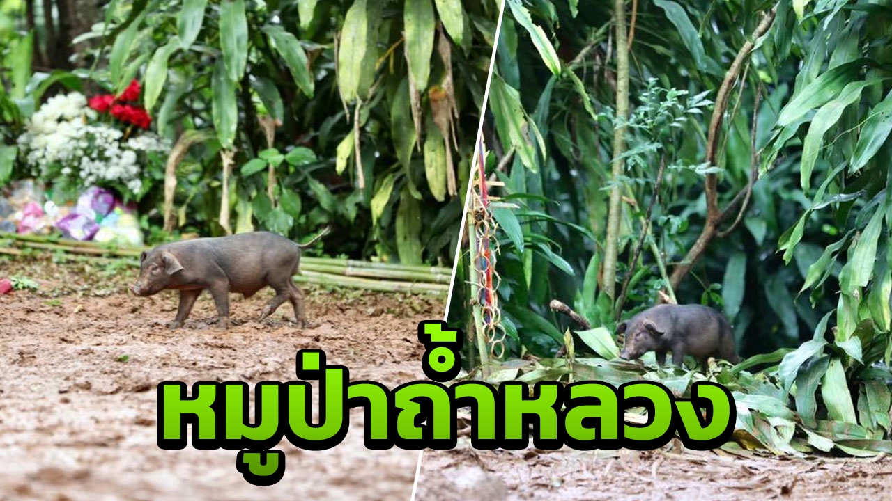 ตื่นเต้น หมูป่าโผล่กินของเซ่นหน้าถ้ำหลวง