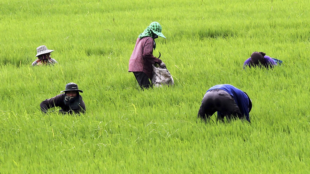 เกษตรกรใช้คิวอาร์โค้ดรูดปื๊ด