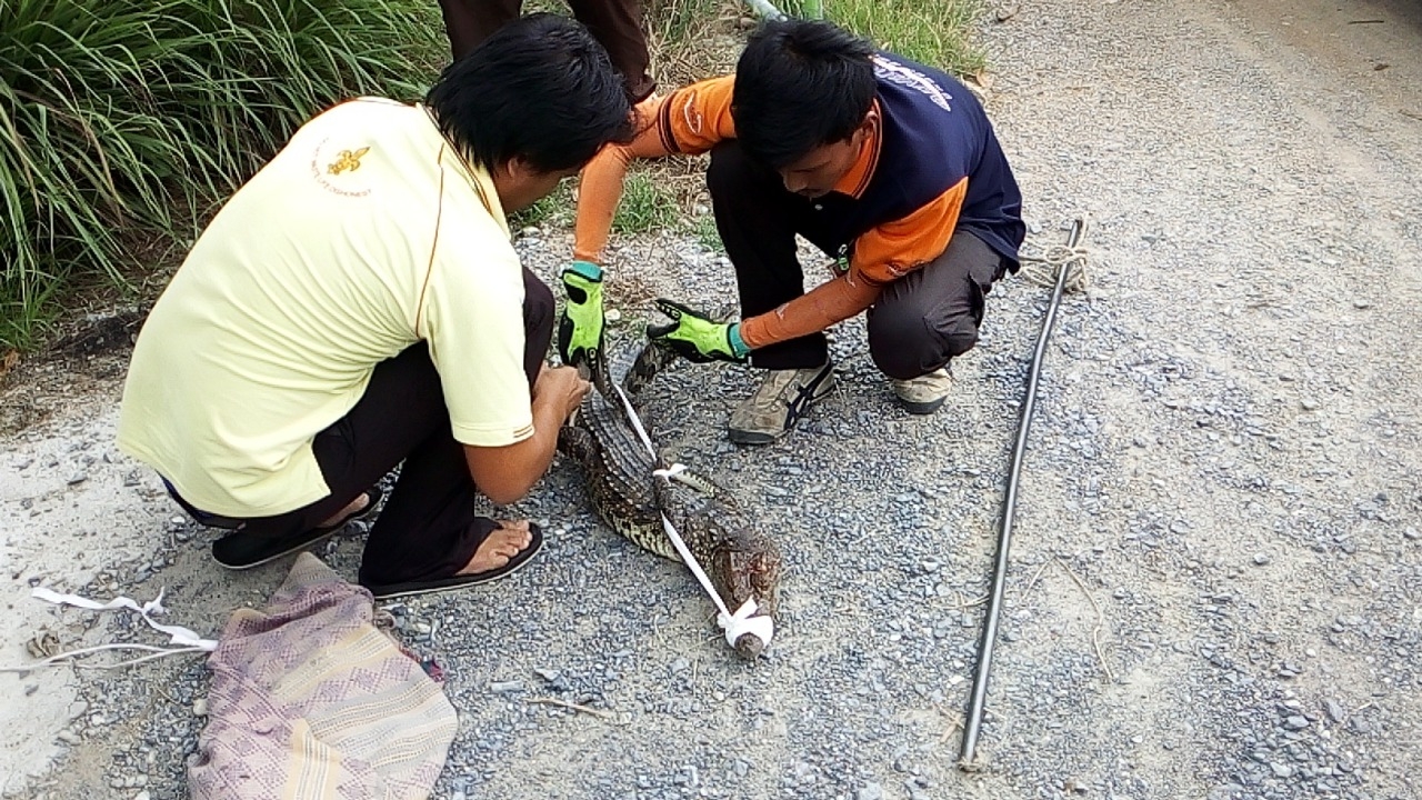 นี่จระเข้เอง! เจ้าของบ่อปลาร้องกู้ภัยจับไปปล่อย แต่ตายไปเสียก่อน