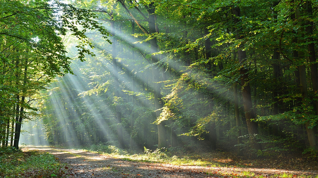 ไม้มีค่า : จุดเปลี่ยนประเทศ