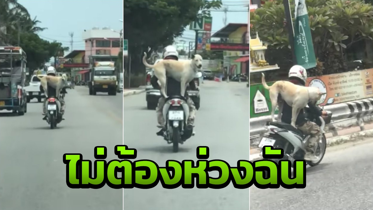 เต็มที่ไปเลยลูกพี่! ชาวเน็ตอมยิ้ม น้องหมาซ้อนท้ายจยย.งานนี้ไม่ธรรมดา (คลิป)