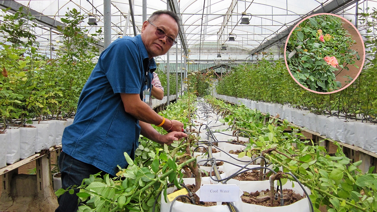 พับกิ่ง..กุหลาบ เคล็ดลับเพิ่มดอก