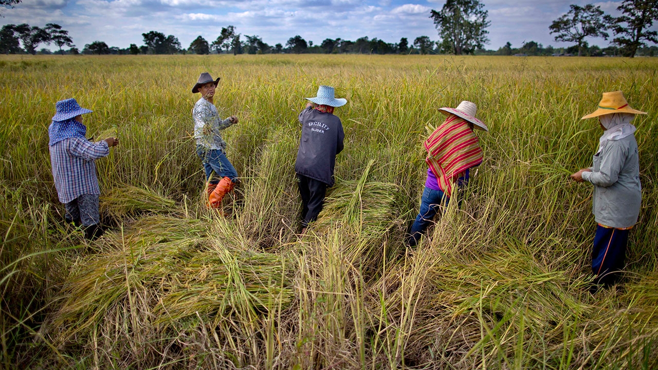 ให้เพิ่มค่าเก็บข้าว 1,000 บาท รัฐจูงใจชาวนาชะลอผลผลิต