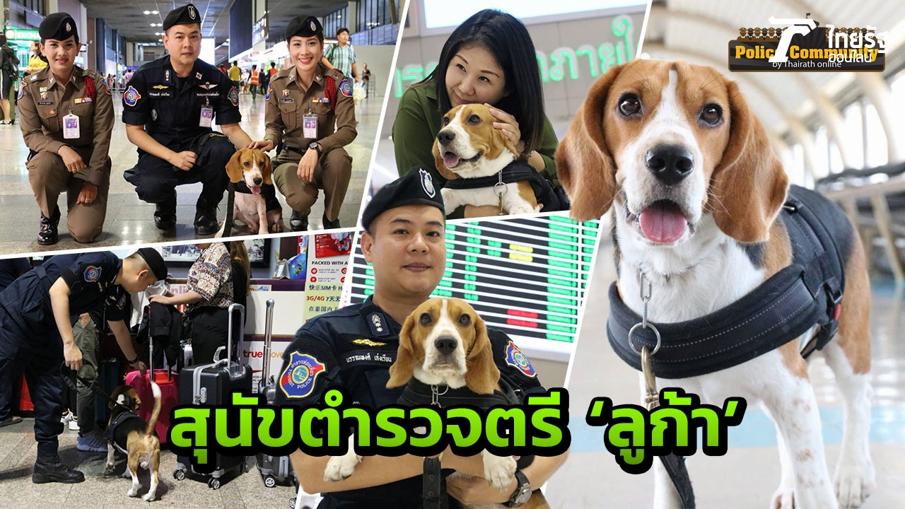บีเกิลตรวจการณ์ สุดเฟรนด์ลี่! สุนัขตำรวจตรี 'ลูก้า' กับภารกิจระดับชาติ