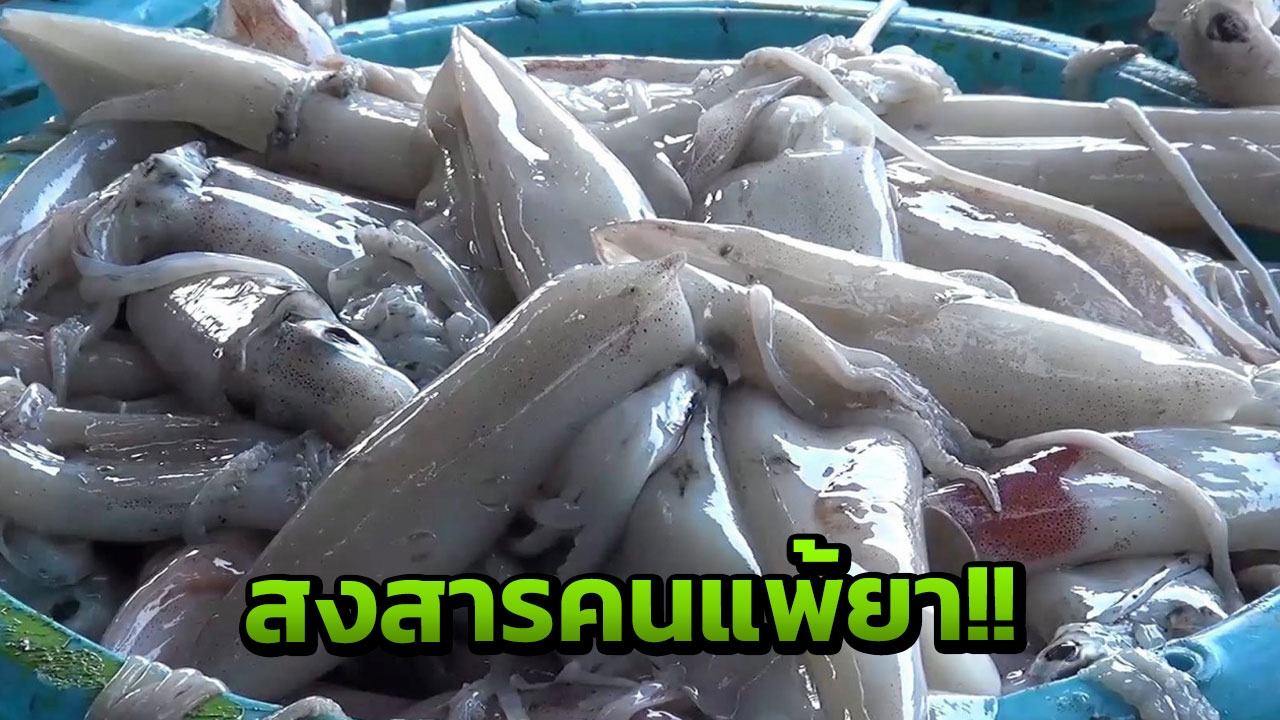 มิติใหม่! พ่อค้าหัวใส ใช้แอสไพรินแช่หมึก ให้เต่งตึง ชี้อันตรายถึงตาย